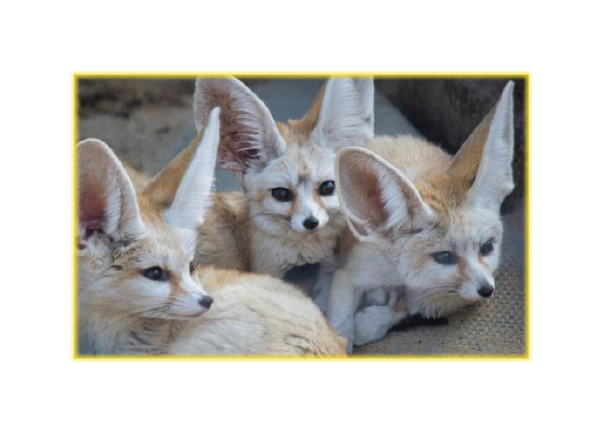 日本で飼育できるエキゾチックアニマルたち Kamos Blog